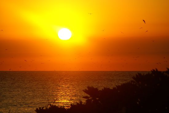 Die Seevögel erobern die Insel...