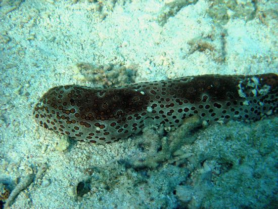 giftige braune Seegurke