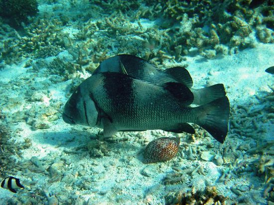 2 riesige Barsche an der Putzerstation