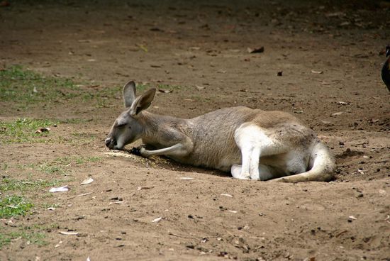 Zum futtern aufstehen - warum denn ?
