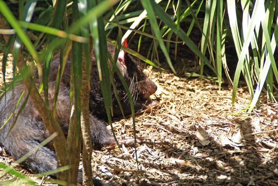 Tasmanischer Teufel