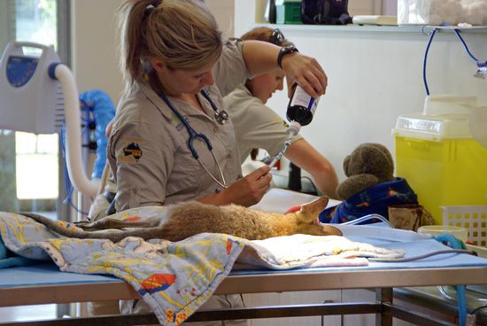 In dem Beutel mit dem Plüschtier im Hintergrund, ist ein ganz junges Koalababy gerade eingeliefert worden. Sie suchen die Mutter immer noch...