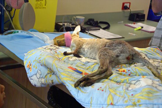 Das Känguru wurde angefahren.