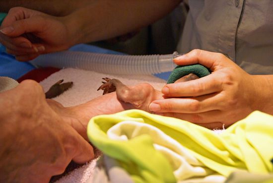 Kängurubaby, ganz jung. Die Mutter wurde überfahren und es war noch im Beutel. Ein Bein ist gebrochen.