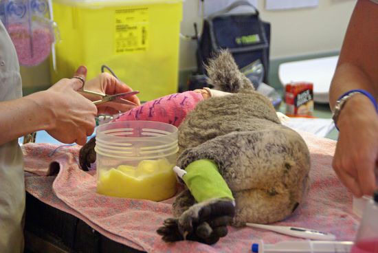 Beide Arme gebrochen, nach HBC, am Bein die Kanüle.