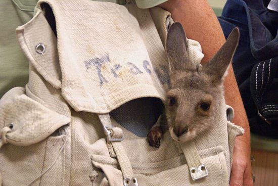 Eine der "Ammenmütter" kommt mir ihrem Schützling zur Nachuntersuchung.