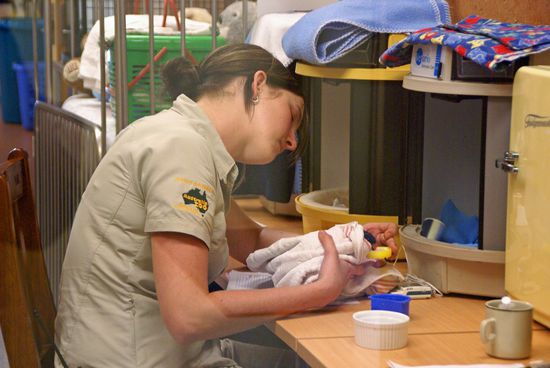 Ein Lori bekommt Nektar