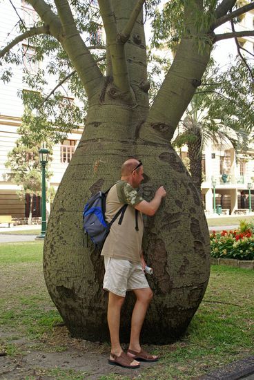 Kay zerkratzt den "Fenchelform"-Baum ! 