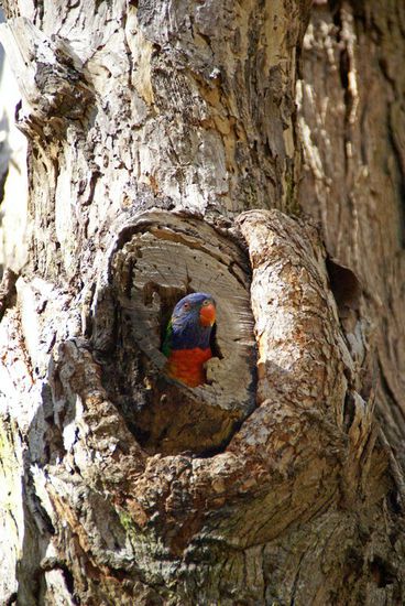 Lori in der Nisthöhle