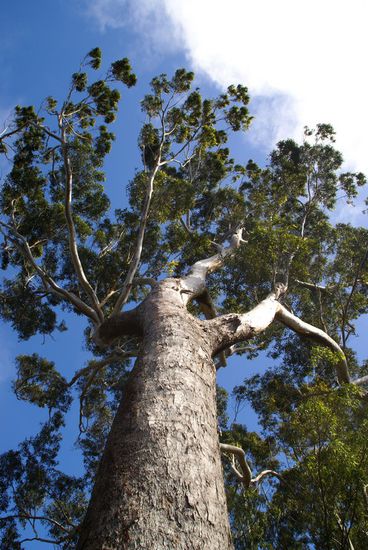 wunderschöner, riesiger Eukalyptusbaum - wenn ich Koala wäre...