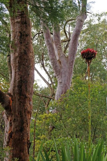 ellenlanger Fruchtstand