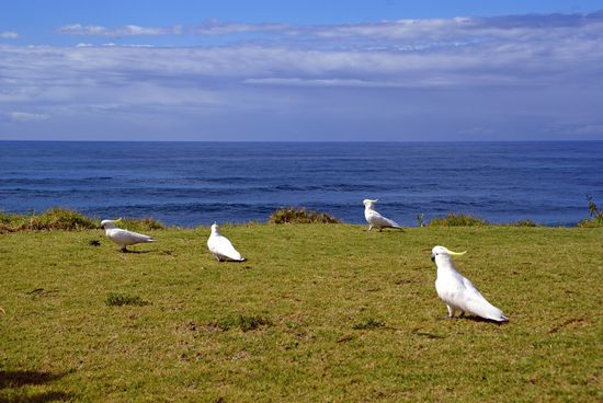Das sind doch mal schöne Möwen...