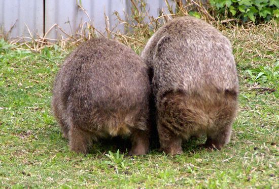 2 Wombat-Popes