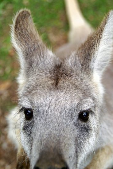 Ich bin Wuschel, das Wallabie!