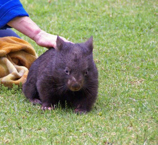 Ich bin Trixie und kann auch ganz schnell rennen...
