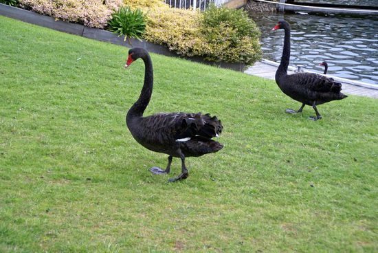 Abendliche Toastbrotabholer!
