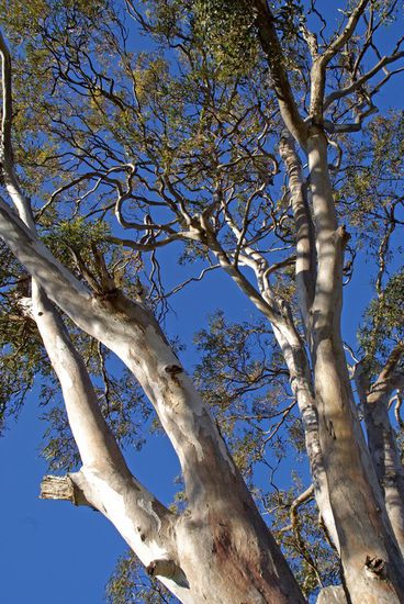 Na, wo ist das Koalabärchen?