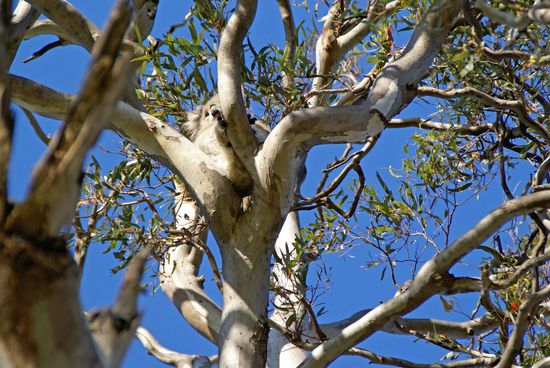 Hier, im Kamerazoom!