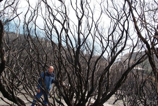 Alles verkohlt - nein, es gibt noch Leben...