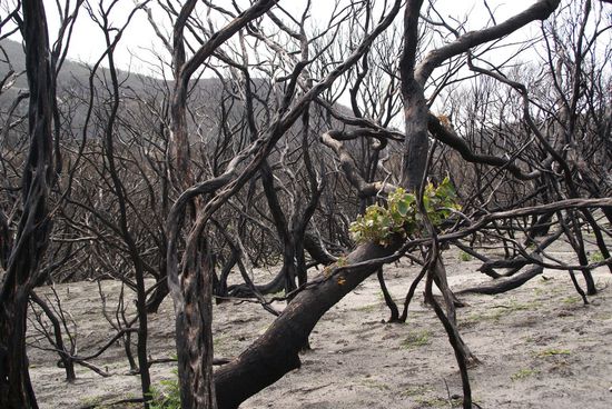 Eukalyptus erwächst neu