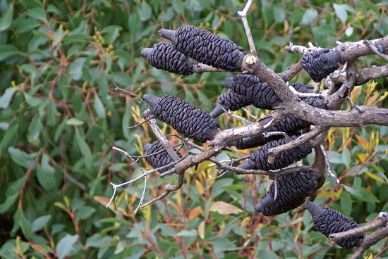 verkohler Samenstand