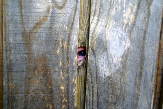 Jani guckt aus dem Klohäuschen raus, oder Kay rein ??? 