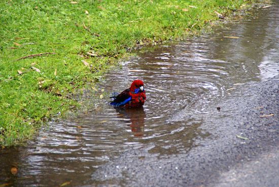 Ein sehr gründliches Bad