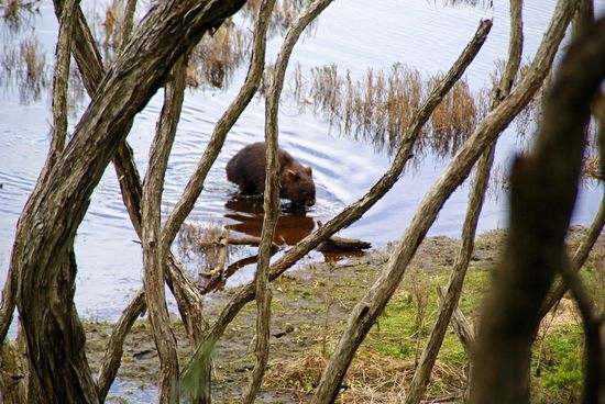 Ein Wombat !