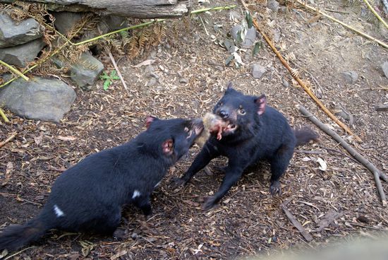 Meins, meins, meins...