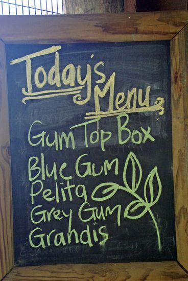 Das gab es heute bei Familie Koala:
4 verschiedene Eukalyptusarten