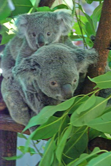 Dauerknuddel - verführerisch !!!!