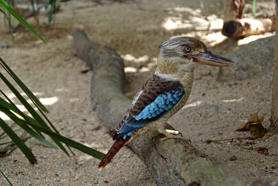 Der lachende Hans in BLAU