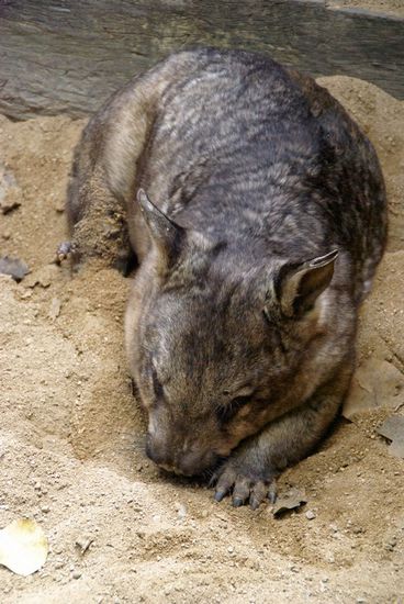 Wombat