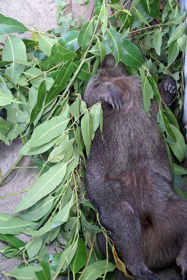 schlafender Wombat, konnte leider nicht gefüttert werden...