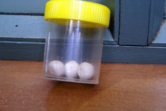 Eier des Schnabeltieres - klein, oder?