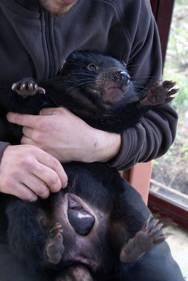 Sally und ihr Baby im Beutel