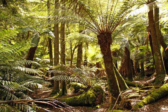 Pure Natur - Neuseeland live!