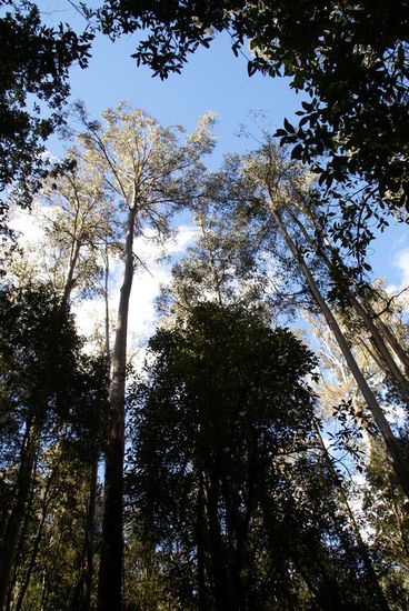 extrem hohe Eukalyptusbäume