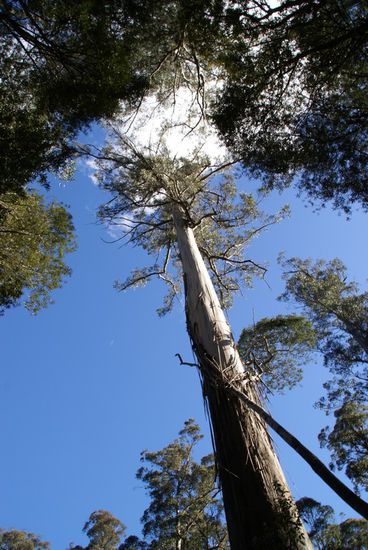 mit 98 m der Höhste