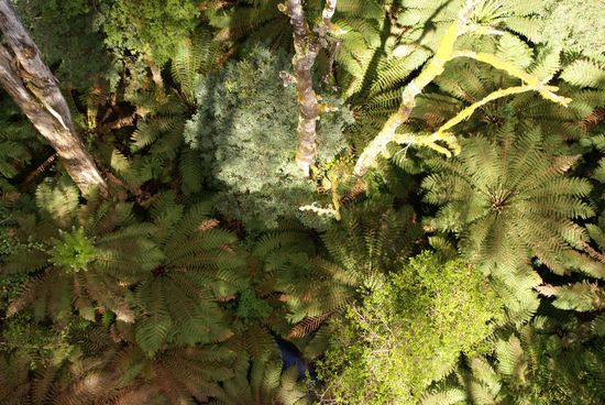 Blick in die Tiefen des Regenwaldes