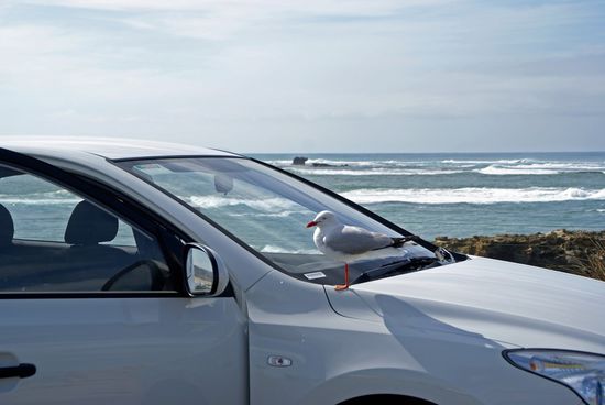 Möwen mögen unser Auto auch