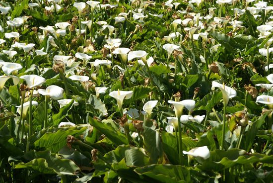 "Ganz normale" Blumenwiese