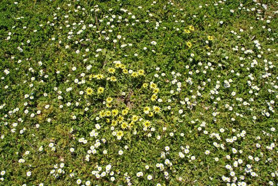 Ganz viele Gänseblümchen
