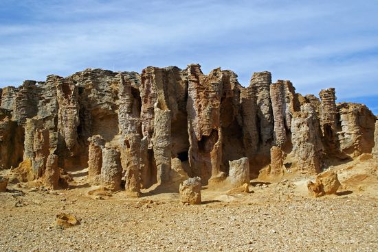 Die versteinerten Bäume