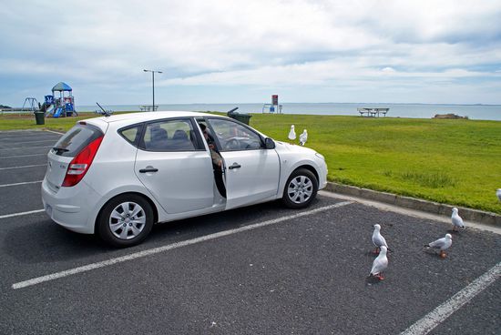 Wieder Besuch auf der Motorhaube