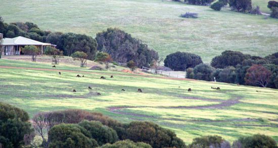 Alles voller Kängurus