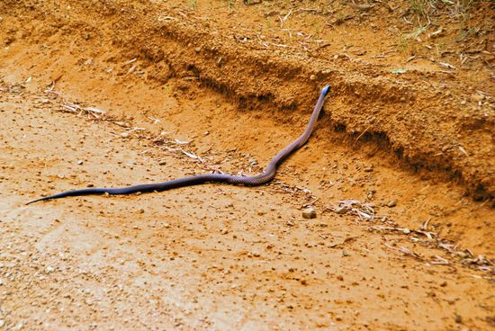 South Eastern Brownsnake