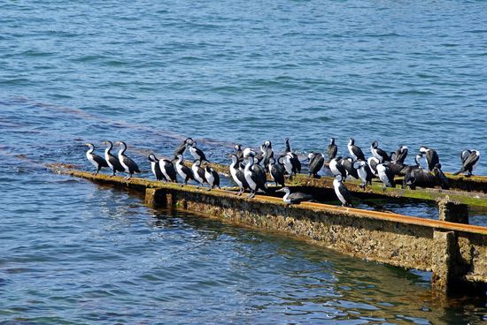 Am Hafen in Kingscote