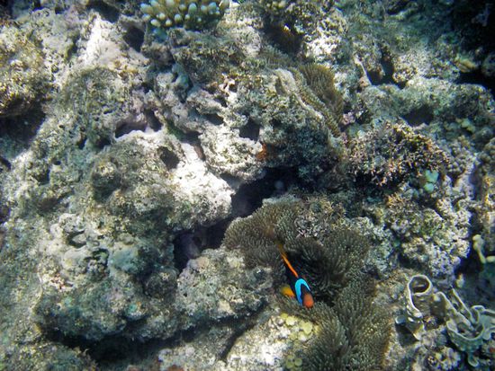 Anderer Anemonenfisch