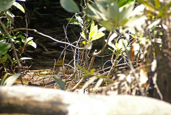 Na, wo ist das Croco???